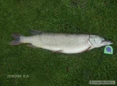 Kliknutím fotografii zvětšíte Štika 80cm