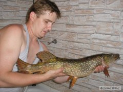 Kliknutím fotografii zvětšíte štika 81 cm, 6 kg - oblíbený revír
