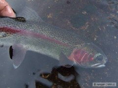 Kliknutím fotografii zvětšíte Rainbow Trout