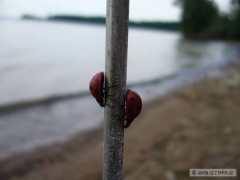 berušky