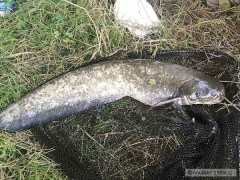 Kliknutím fotografii zvětšíte Sumec miminko 57 cm