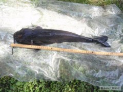 Sume�ek Americk�-50 cm,1.75 kg