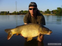 Kliknutím fotografii zvětšíte Kapr šupináč82cm