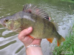 Kliknutím fotografii zvětšíte okounek 36cm