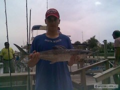 Kliknutím fotografii zvětšíte Kingfish (Makrela Královská)