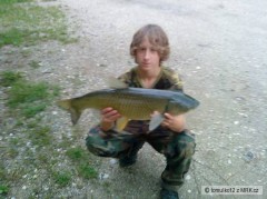 amur 80cm
