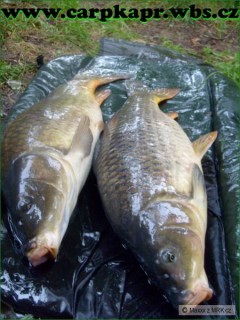 Kliknutím fotografii zvětšíte LABE 1¨7.7.09 KAPR 80 A 79 CM