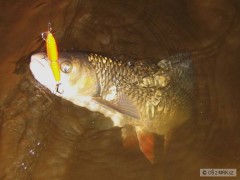 Kliknutím fotografii zvětšíte Tloušť a 5 cm rapalka