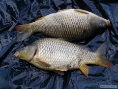 kaprici