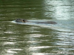 Nutrie na lovu