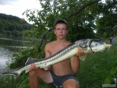 jeseter sibi�sk� 