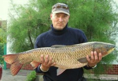 Kliknutím fotografii zvětšíte amur 95 11,1kg