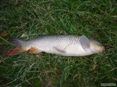 Kliknutím fotografii zvětšíte Kapr říční 59cm 2,5kg