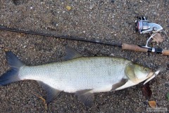 P�kn� bolen na Rapala Shallow Shad Rap 9cm