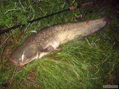 Sumec 117cm na Salmo Executor