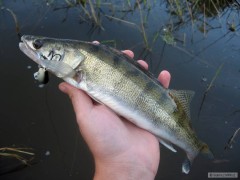 Cand�tek na Salmo Executor