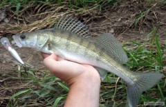 Cand�tek na Rapala SR7