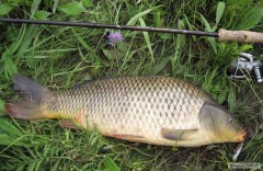 Kapr 59cm na Salmo Thrill (regulern� za hubu)