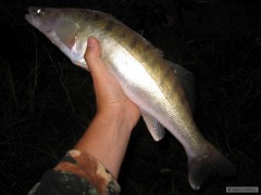 Cand�t na Rapala SR7
