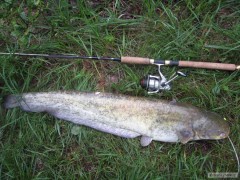Sumec n�co pod metr na Rapala DT
