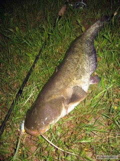 Sumec na Rapala DT