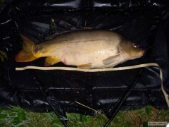 Kliknutím fotografii zvětšíte Kapr obecný 80 cm - 8,8kg