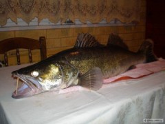 Slezská Harta