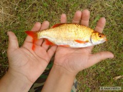 Koi plotice
