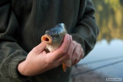 Kliknutím fotografii zvětšíte kapří miminko