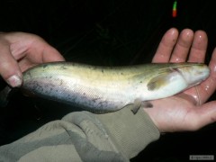 Miminko
