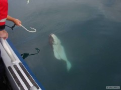 Kliknutím fotografii zvětšíte Halibut