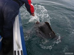 Kliknutím fotografii zvětšíte Halibut