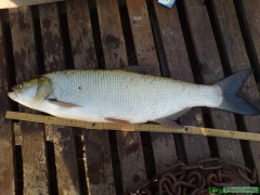 Kliknutím fotografii zvětšíte Bolen Dravý - 57cm , 2kg.
