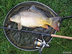 Kapřík