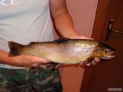 Kliknutím fotografii zvětšíte 47cm - potočák
