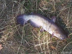 sumik 27 cm