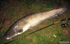 Sumec 130cm na Rapala Shallow Shad Rap