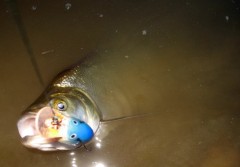 Bol�nek na Rapala DT