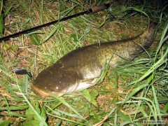 Dal�� sum�k na Salmo Frisky