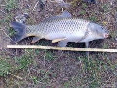 Kliknutím fotografii zvětšíte Orlík 2008, kapr 60cm