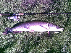 river barrow stuka 84 cm