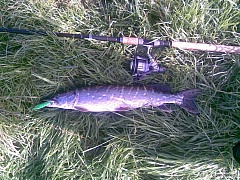 river barrow stuka 68 cm
