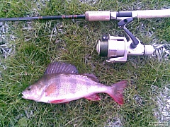 Kliknutím fotografii zvětšíte river barrow ostriez 30 cm