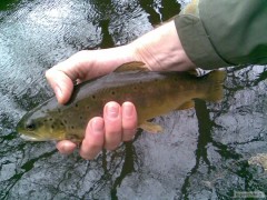 Kliknutím fotografii zvětšíte River dodder Dublin, wild brownie