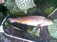 Kliknutím fotografii zvětšíte River dodder Dublin, pstruh 36 cm