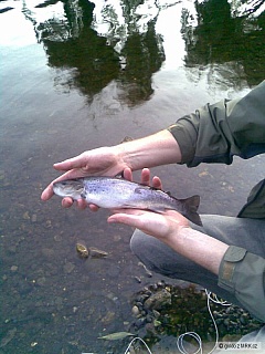 Kliknutím fotografii zvětšíte River dodder Dublin, morsky pstruh 33 cm