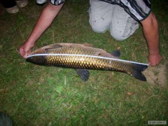 Kliknutím fotografii zvětšíte Hracholusky 2009