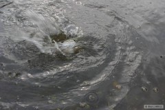 Kliknutím fotografii zvětšíte pleskanec