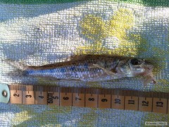 hrouzek obecný 12cm Nahled