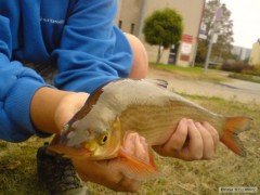 Feeder na Labi